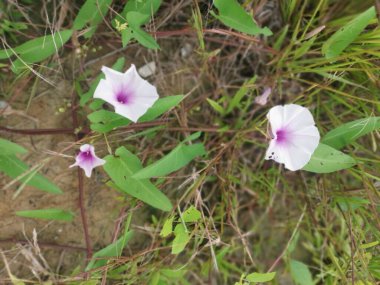 Vahşi Ipomoea Aquatica bitkisinin sabah çiçeği.