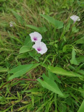 morning glory flowers of the wild Ipomoea aquatica plant. clipart