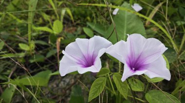 Vahşi Ipomoea Aquatica bitkisinin sabah çiçeği.