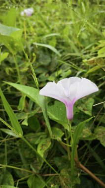 Vahşi Ipomoea Aquatica bitkisinin sabah çiçeği.