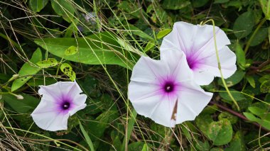 Vahşi Ipomoea Aquatica bitkisinin sabah çiçeği.