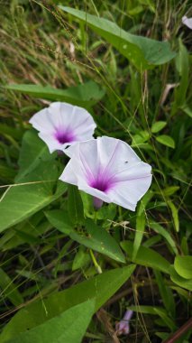 Vahşi Ipomoea Aquatica bitkisinin sabah çiçeği.