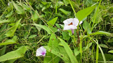 Vahşi Ipomoea Aquatica bitkisinin sabah çiçeği.