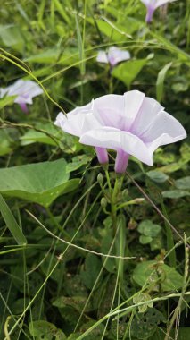 Vahşi Ipomoea Aquatica bitkisinin sabah çiçeği.