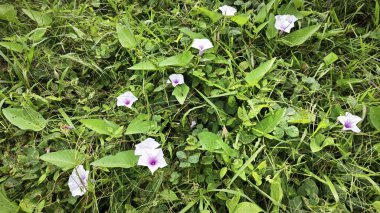 morning glory flowers of the wild Ipomoea aquatica plant. clipart