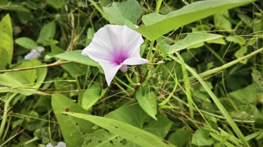 Vahşi Ipomoea Aquatica bitkisinin sabah çiçeği.