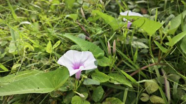 Vahşi Ipomoea Aquatica bitkisinin sabah çiçeği.