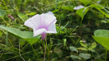 Vahşi Ipomoea Aquatica bitkisinin sabah çiçeği.