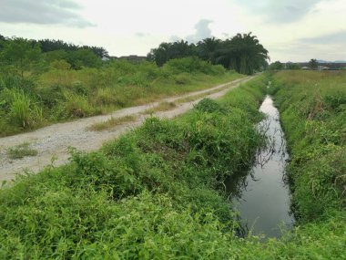 Sessiz toprak yolda yeşillik manzarası. 