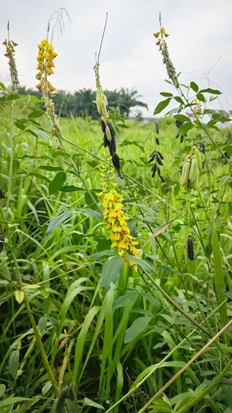 Crotalaria trichotoma bitkisi sık çalılıklarda yetişiyor..