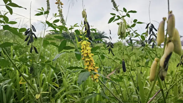 Crotalaria trichotoma bitkisi sık çalılıklarda yetişiyor..