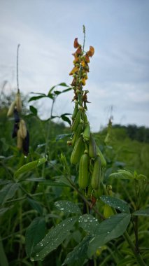 Crotalaria trichotoma plant growing wildly in the thick bushes field. clipart