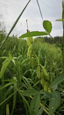 Crotalaria trichotoma bitkisi sık çalılıklarda yetişiyor..