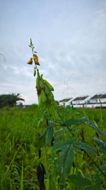 Crotalaria trichotoma bitkisi sık çalılıklarda yetişiyor..