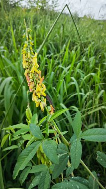 Crotalaria trichotoma bitkisi sık çalılıklarda yetişiyor..