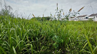 Crotalaria trichotoma bitkisi sık çalılıklarda yetişiyor..