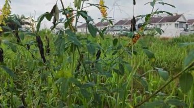 Crotalaria trichotoma bitkisi sık çalılıklarda yetişiyor.. 