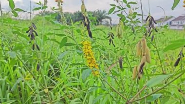 Crotalaria trichotoma bitkisi sık çalılıklarda yetişiyor.. 