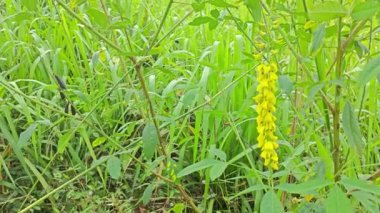 Crotalaria trichotoma bitkisi sık çalılıklarda yetişiyor.. 