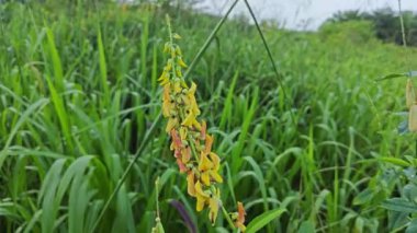 Crotalaria trichotoma bitkisi sık çalılıklarda yetişiyor.. 