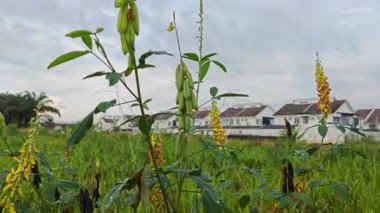 Crotalaria trichotoma bitkisi sık çalılıklarda yetişiyor.. 