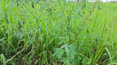 Crotalaria trichotoma bitkisi sık çalılıklarda yetişiyor.. 