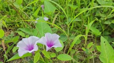 Vahşi Ipomoea Aquatica bitkisinin sabah çiçeği. 