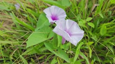 Vahşi Ipomoea Aquatica bitkisinin sabah çiçeği. 