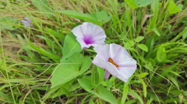 Vahşi Ipomoea Aquatica bitkisinin sabah çiçeği. 