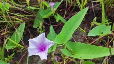 Vahşi Ipomoea Aquatica bitkisinin sabah çiçeği. 