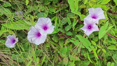 Vahşi Ipomoea Aquatica bitkisinin sabah çiçeği. 
