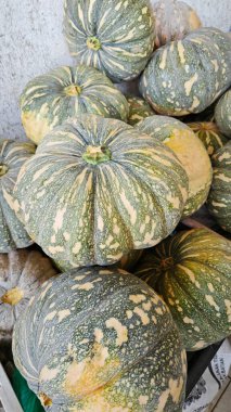 Japon balkabağı yığını satılık..