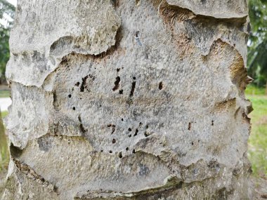 Hurma yağı kabuğunun deseni ve dokusu