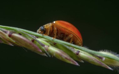 Close shot of the Discolored micraspis Lady Beetle.  clipart