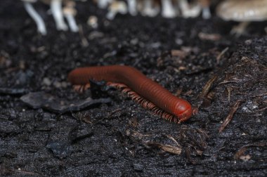 red Trigoniulus corallinus crawling on the decay bark tree clipart