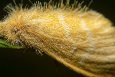 Portakal renkli nemsi kelebeğin yakın çekim görüntüsü..