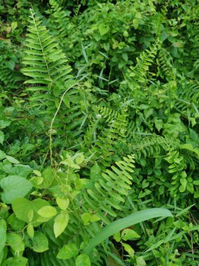 Çeşit çeşit yeşil çalı aşırı gelişmiş bitki dokusunun üst görüntüsü.