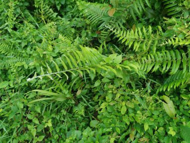 Çeşit çeşit yeşil çalı aşırı gelişmiş bitki dokusunun üst görüntüsü.