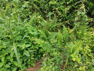 Çeşit çeşit yeşil çalı aşırı gelişmiş bitki dokusunun üst görüntüsü.