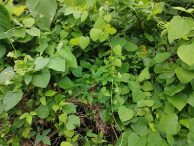 Çeşit çeşit yeşil çalı aşırı gelişmiş bitki dokusunun üst görüntüsü.