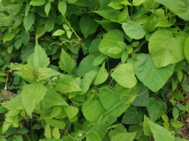 Çeşit çeşit yeşil çalı aşırı gelişmiş bitki dokusunun üst görüntüsü.