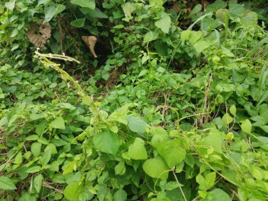 Çeşit çeşit yeşil çalı aşırı gelişmiş bitki dokusunun üst görüntüsü.