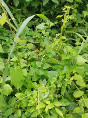 Çeşit çeşit yeşil çalı aşırı gelişmiş bitki dokusunun üst görüntüsü.