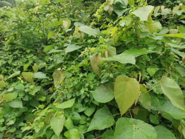 Çeşit çeşit yeşil çalı aşırı gelişmiş bitki dokusunun üst görüntüsü.