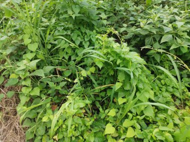 Çeşit çeşit yeşil çalı aşırı gelişmiş bitki dokusunun üst görüntüsü.