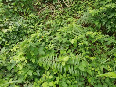 top view of the various wild green bushy overgrown vegetation plants texture. clipart