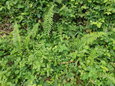 top view of the various wild green bushy overgrown vegetation plants texture. clipart