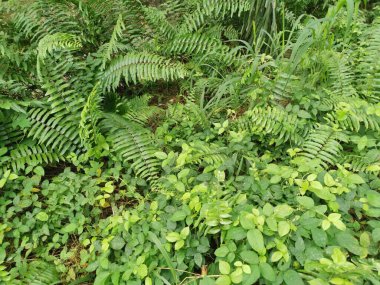 Çeşit çeşit yeşil çalı aşırı gelişmiş bitki dokusunun üst görüntüsü.