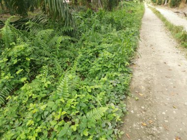 Çeşit çeşit yeşil çalı aşırı gelişmiş bitki dokusunun üst görüntüsü.