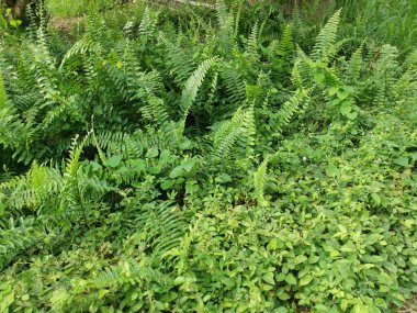 Çeşit çeşit yeşil çalı aşırı gelişmiş bitki dokusunun üst görüntüsü.
